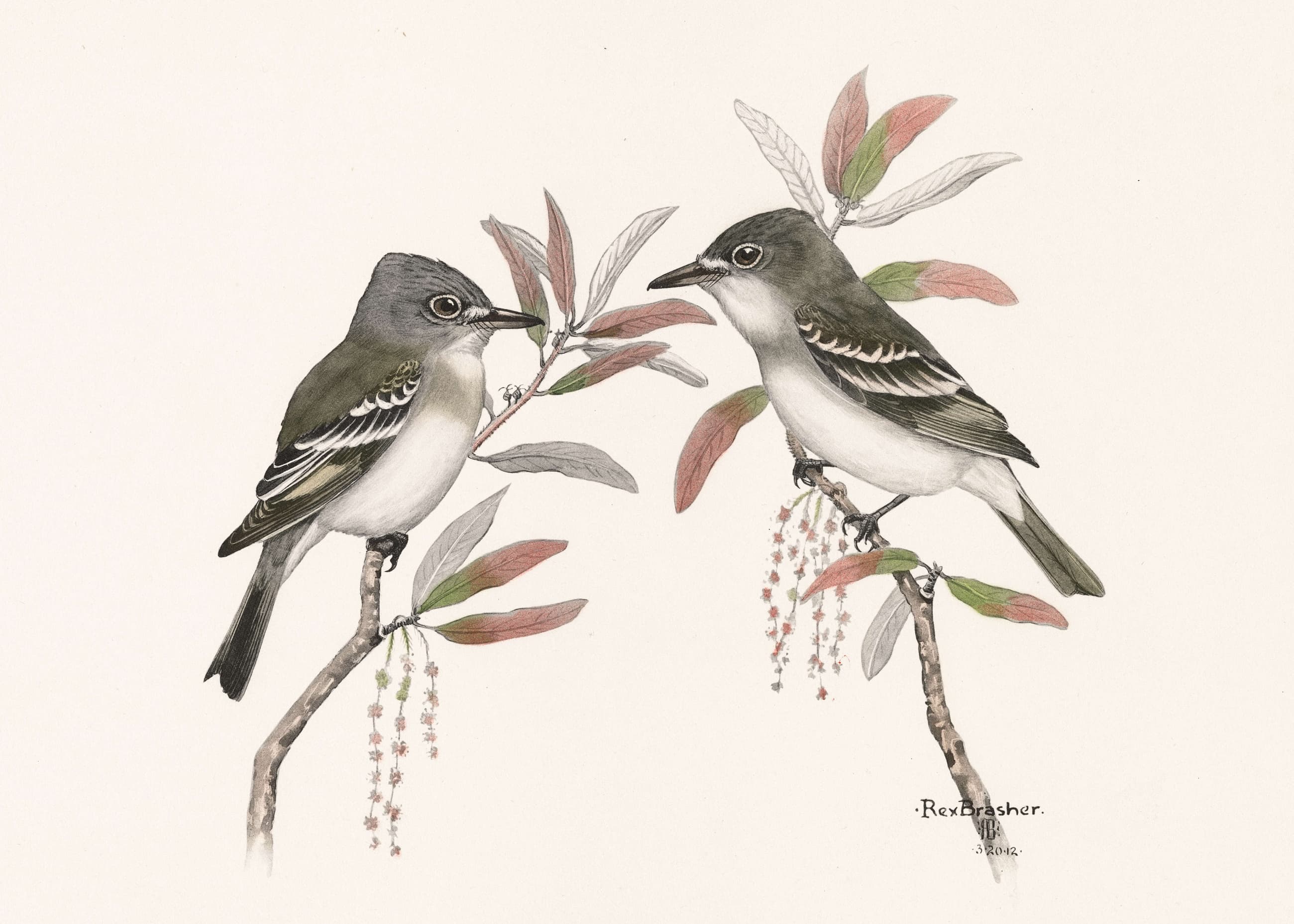 5e7a0b4ef9dc734f82fa4602 Rex Brasher Artist Birds And Trees Of North America 467 Least Flycatcher Index P 2600