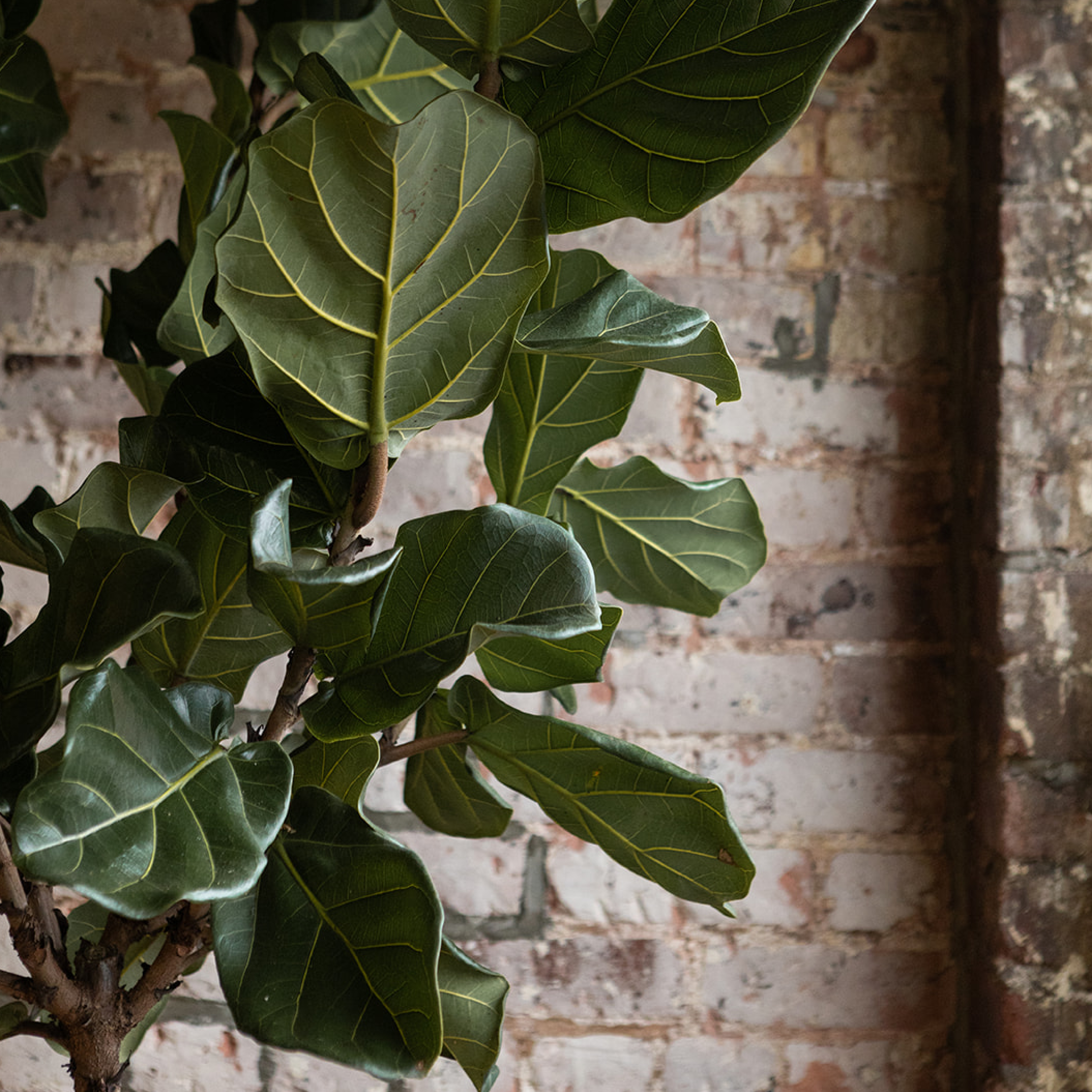 ORDER WEBSITE ASSETS SQR WORK&CO EK12