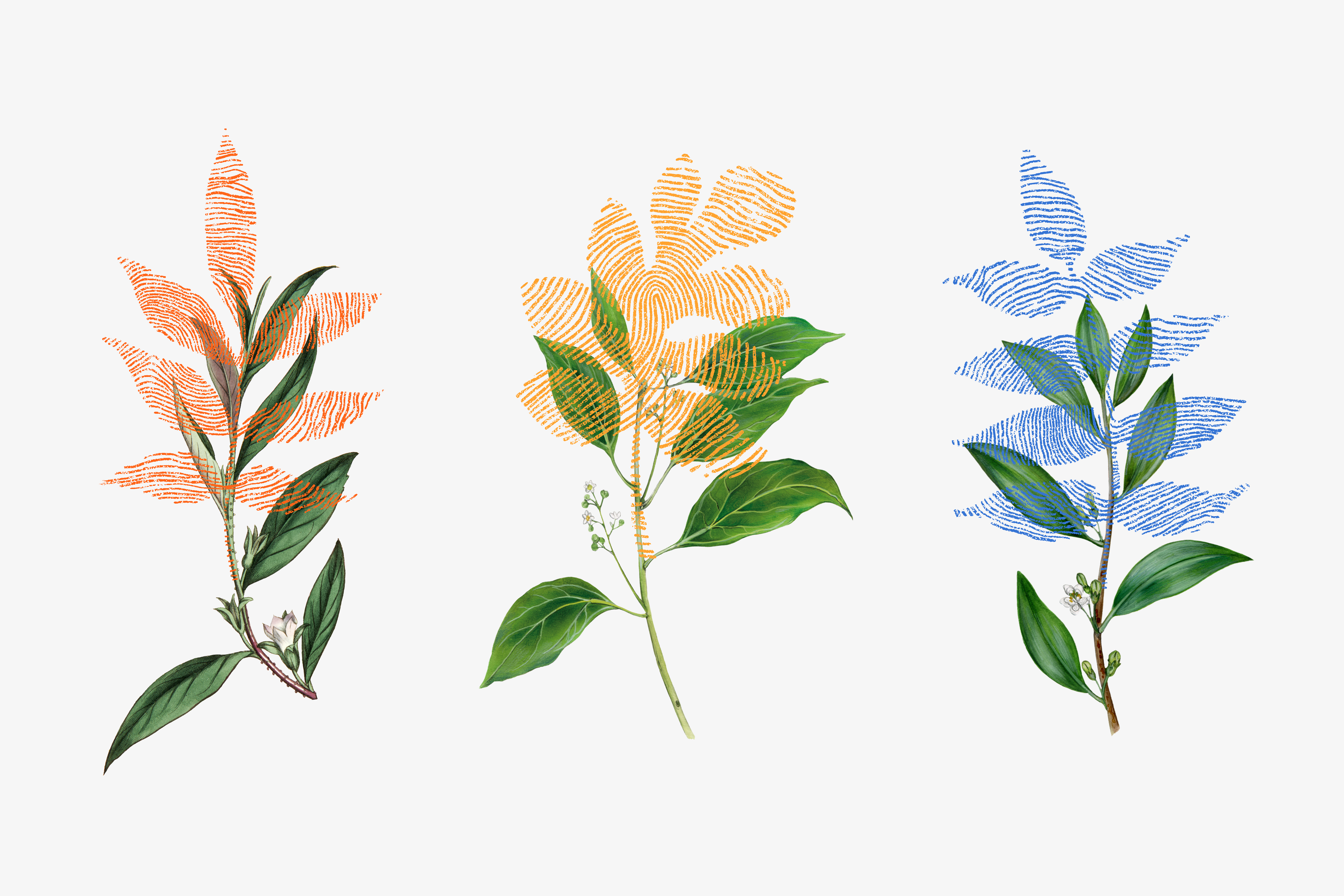 Gh Illustrations Final 01 01