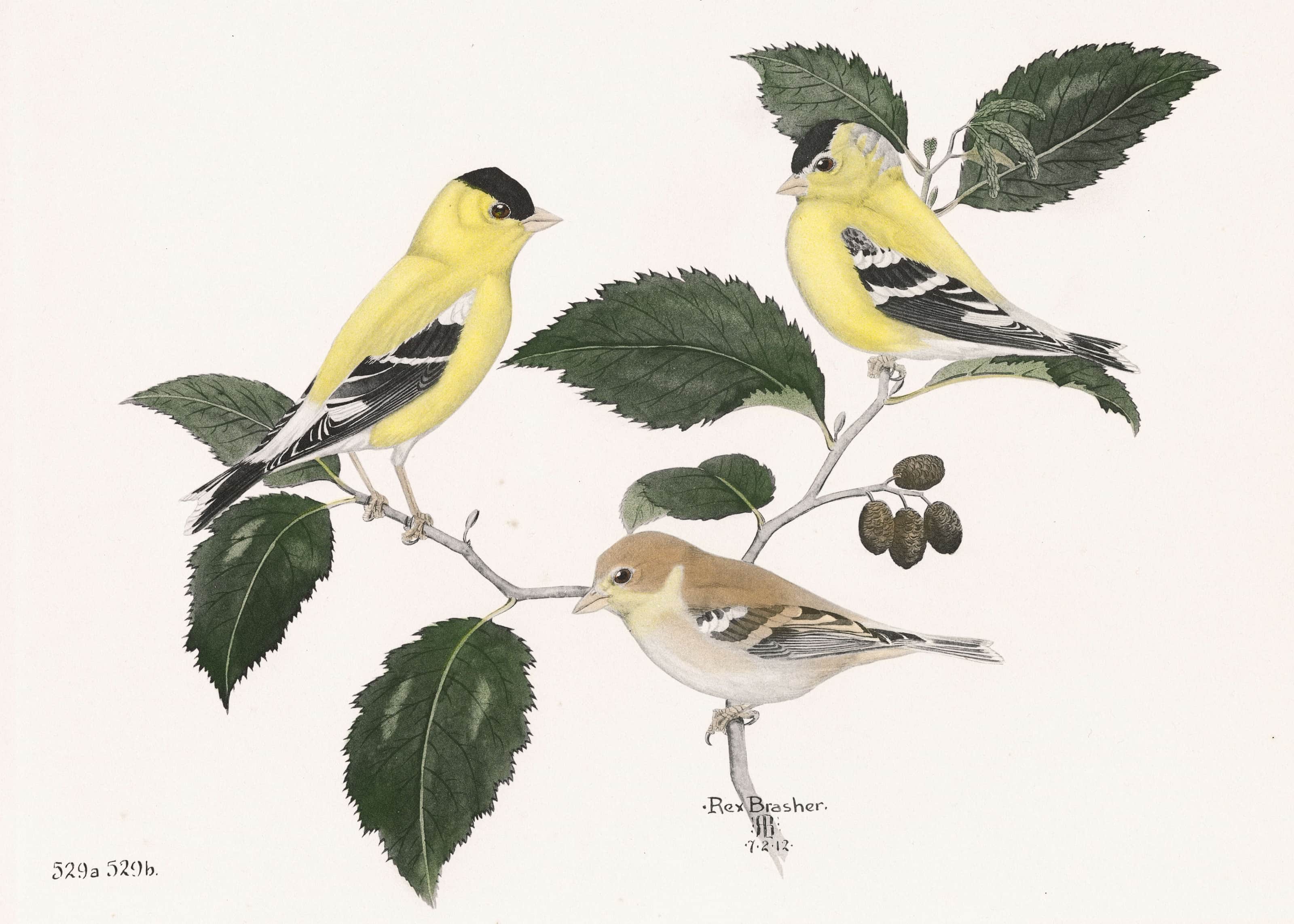 5e7a13cbfcda282b3a28482e Rex Brasher Artist Birds And Trees Of North America 529 Goldfinch Index P 3200